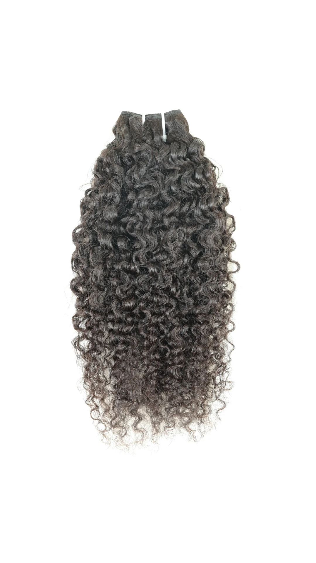 Burmese Curly